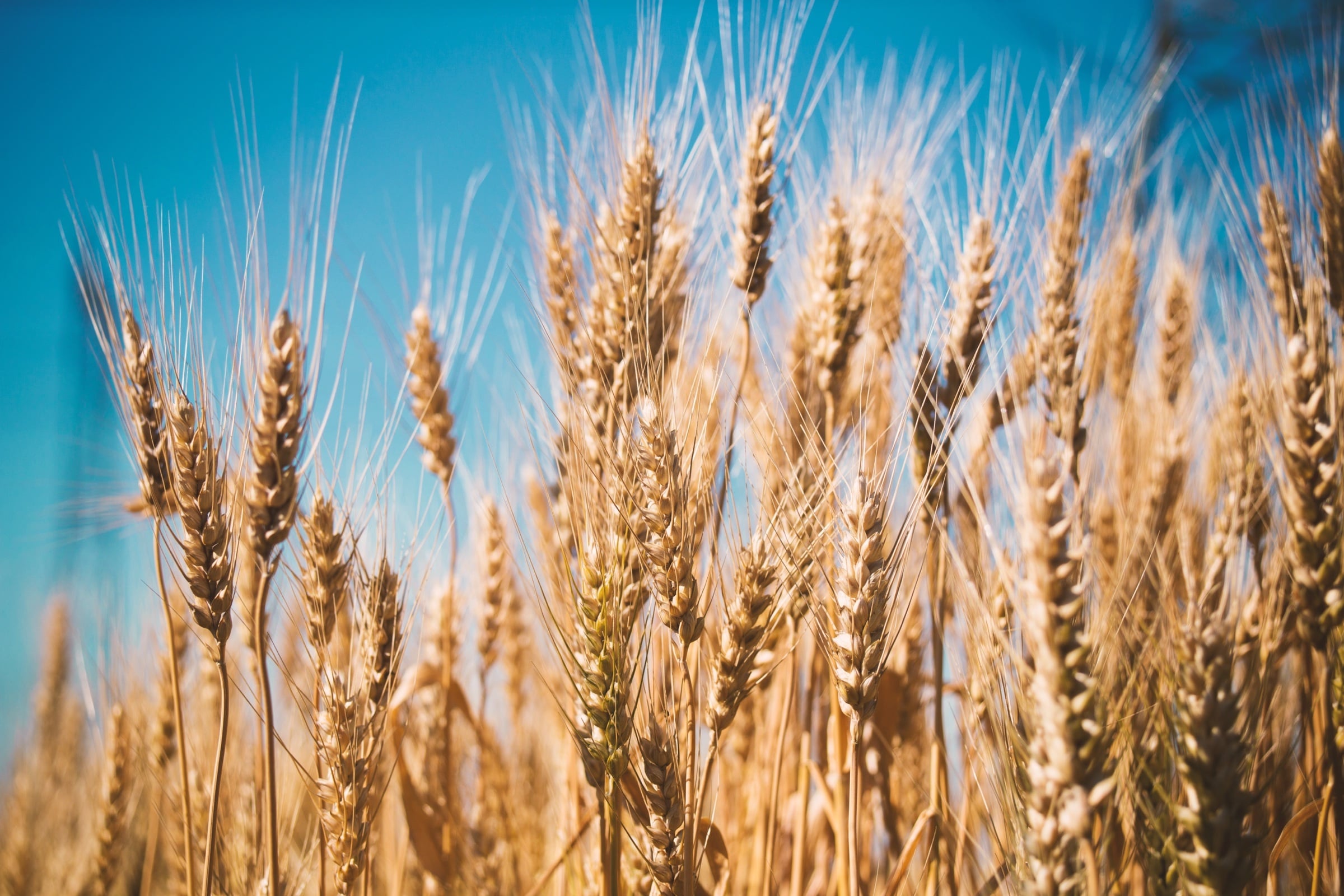 Golden wheat field